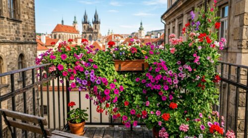 okamžitě zaseté květinové popínavé rostliny, které promění váš balkon během léta v nádhernou květinovou záclonu.