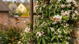 v dubnu tato vždyzelená popínavá rostlina oživí vaši předzahrádku a přiláká kolibříky po celou sezónu. skvělý způsob, jak přidat zeleň a život do vašeho venkovního prostoru.
