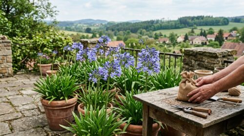 Agapanty: 3 nezbytné kroky na jaře pro květiny, co překvapí sousedy