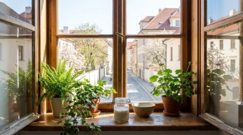 Na jaře pomůže tento domácí recept ze 2 surovin vašim pokojovkám přežít a růst celý rok